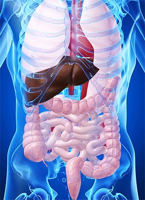 anatomia