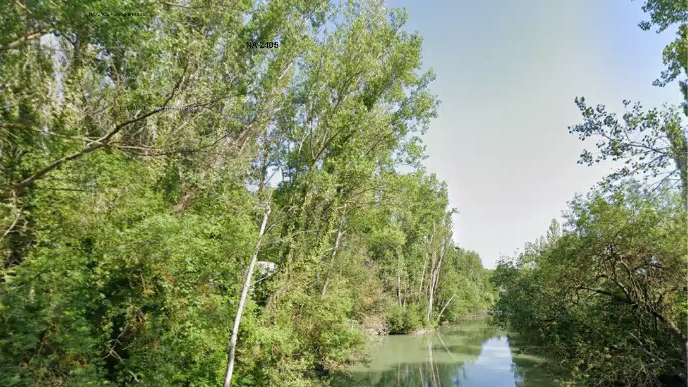 Árboles y río Árboles y río